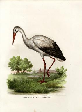 White Stork 1864