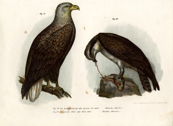 White-tailed Eagle von German School, (19th century)