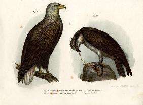 White-tailed Eagle 1864