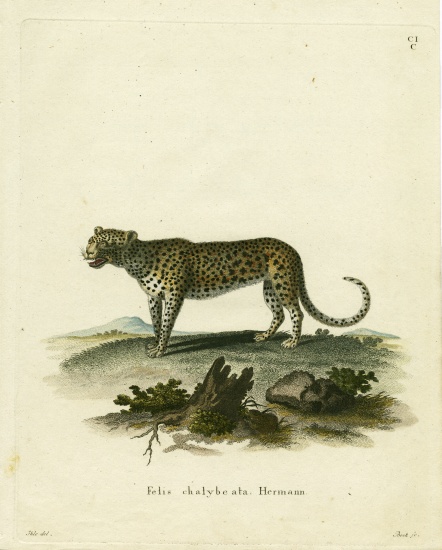 Wild Cat von German School, (19th century)