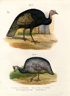 Wild Turkey 1864