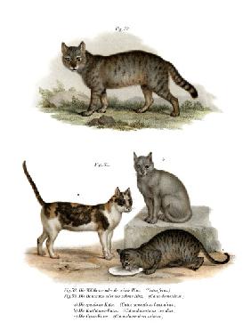 Wildcat 1860