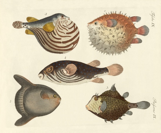 Wonderful fish von German School, (19th century)