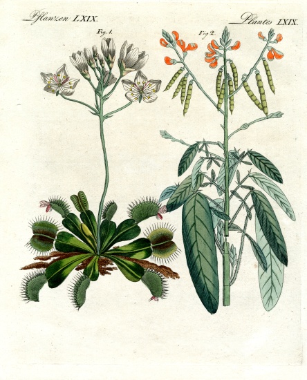 Wonderful plants von German School, (19th century)