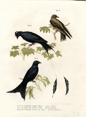 Wood Swallow 1864