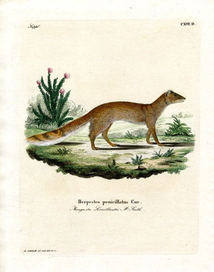 Yellow Mongoose von German School, (19th century)