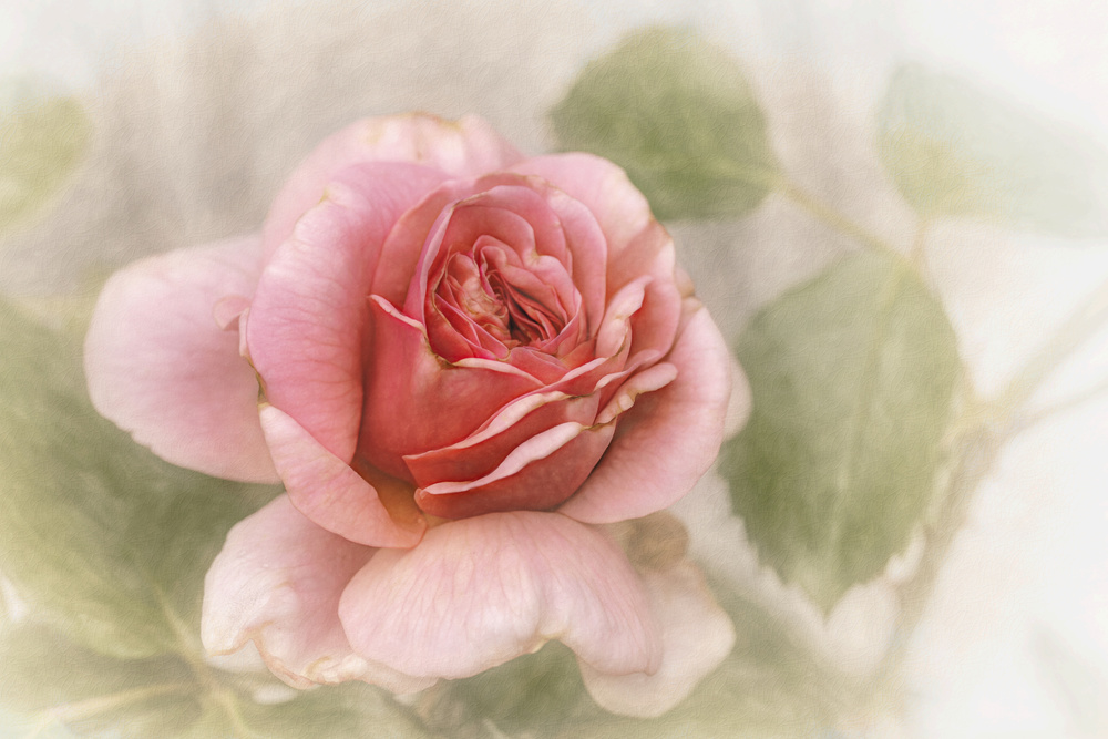 glatte Rose von Gilbert Claes