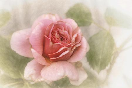 glatte Rose