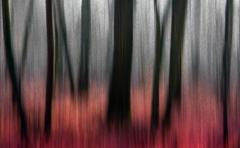 rotes Holz von Gilbert Claes