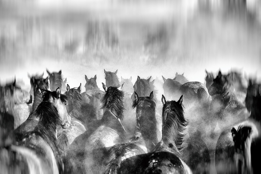 Pferde von Gilcan Mete
