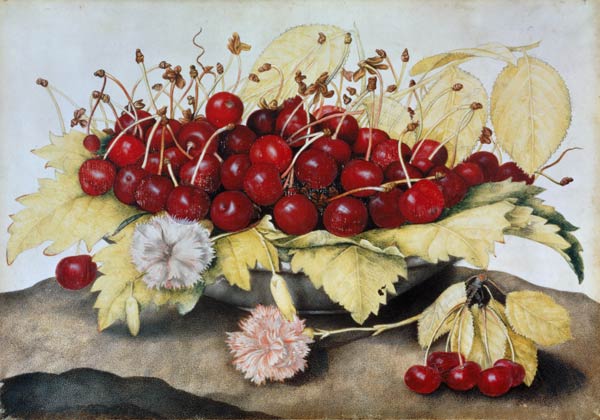 Cherries and Carnations (w/c on parchment) von Giovanna Garzoni