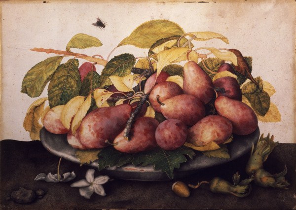 Dish with plums & hazelnuts / Garzoni von Giovanna Garzoni