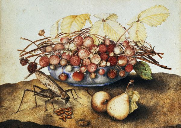 G.Garzoni, Schale mit Erdbeeren von Giovanna Garzoni