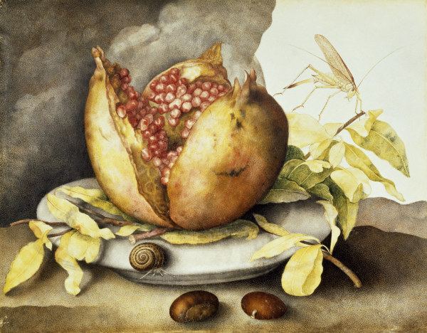 G.Garzoni, Teller mit Granatapfel von Giovanna Garzoni