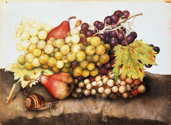 Still life with grapes. von Giovanna Garzoni