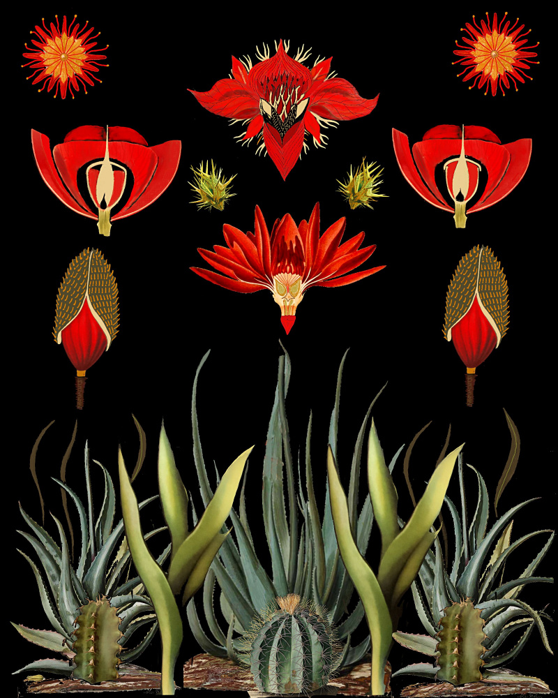 Kaktus- und Sukkulenten-Erfindung von giovanna nicolo