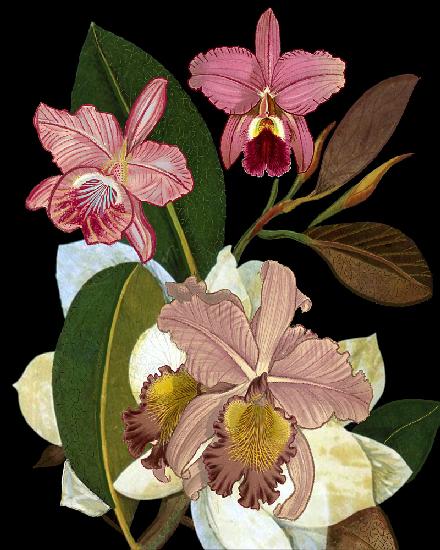 Orchideen für Phyllis Botanical Art Print.png