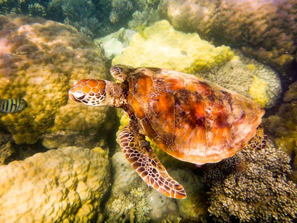 Australian Tropical Reef Turtle 2 von Giulio Catena