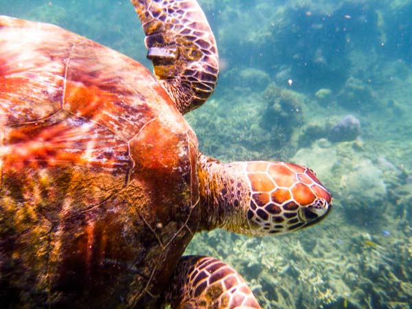 Australian Tropical Reef Turtle 3 von Giulio Catena