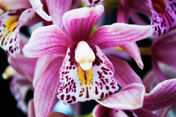 Orchid 16 von Giulio Catena