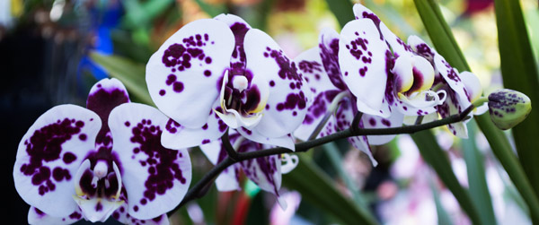Orchid 8 von Giulio Catena