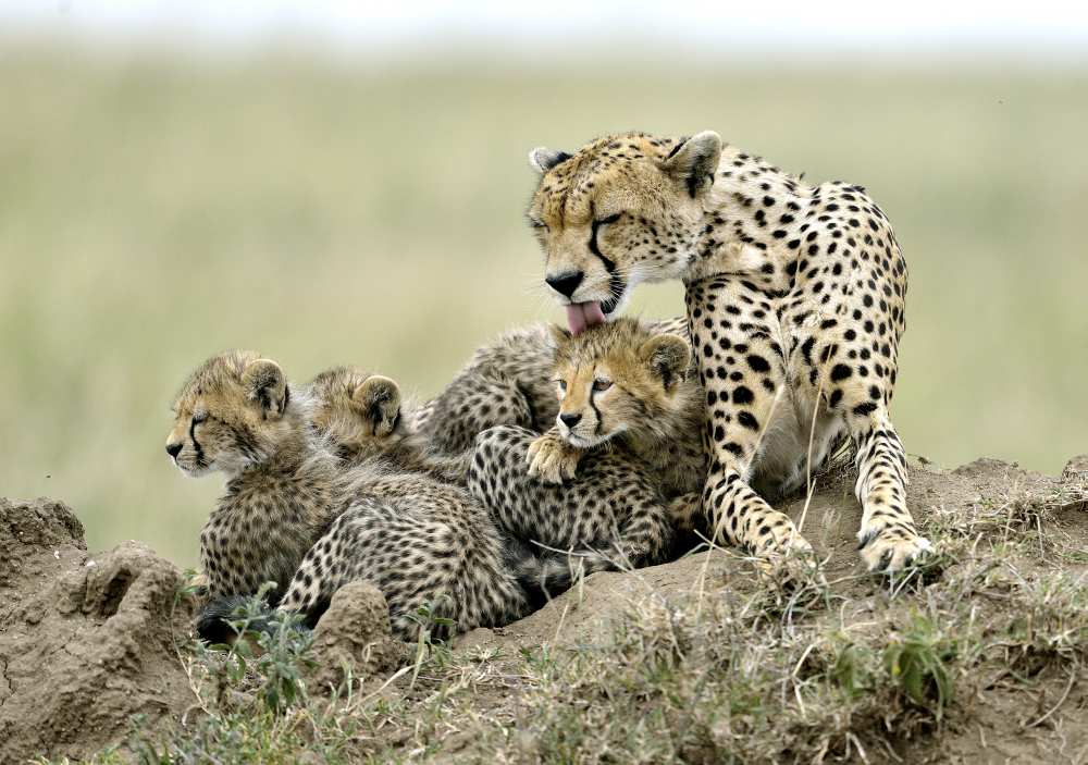 Cheetahs von Giuseppe D 'Amico
