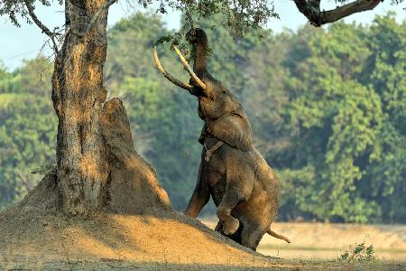 Boswel,der Elefant auf zwei Beinen