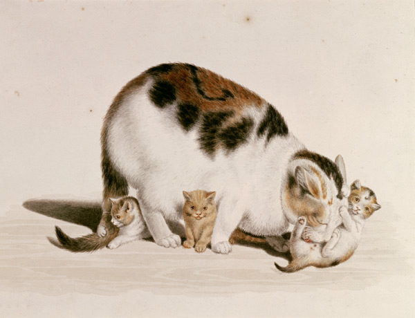 Katze mit drei Jungen von Gottfried Mind