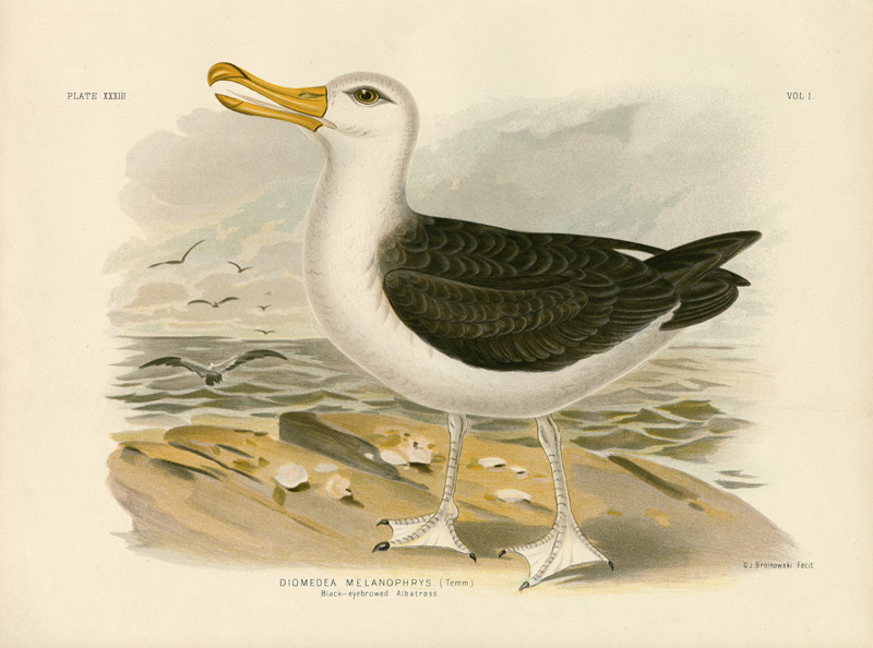 Black-Browed Albatross von Gracius Broinowski