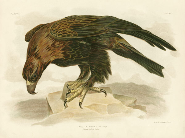 Wedge-Tailed Eagle von Gracius Broinowski