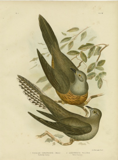 Australian Cuckoo von Gracius Broinowski