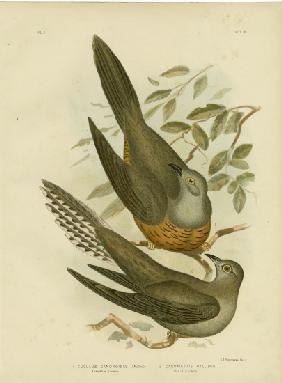 Australian Cuckoo 1891