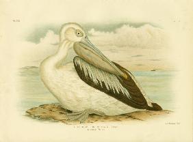 Australian Pelican 1891