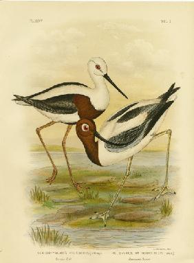 Banded Stilt 1891