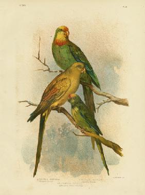 Barraband'S Parakeet 1891