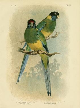 Bauer'S Parakeet Or Port Lincoln Lory 1891