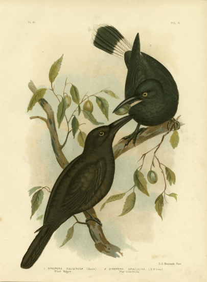 Black Magpie Or Black Currawong von Gracius Broinowski