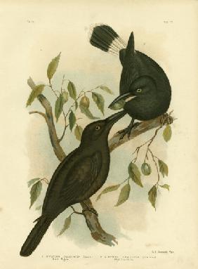 Black Magpie Or Black Currawong 1891