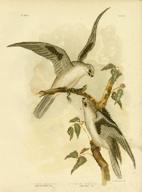Black-Shouldered Kite 1891