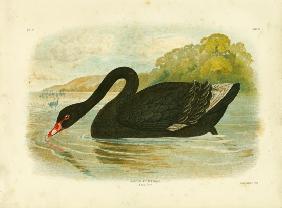 Black Swan 1891