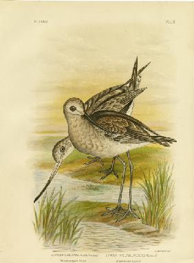 Black-Tailed Godwit 1891