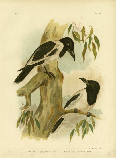Black-Throated Crow-Shrike von Gracius Broinowski