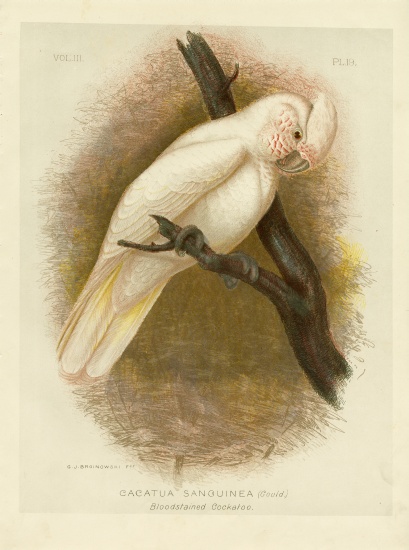 Blood-Stained Cockatoo von Gracius Broinowski