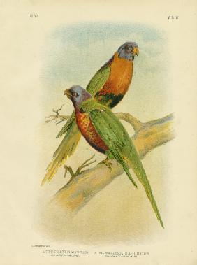 Blue-Bellied Lorikeet 1891