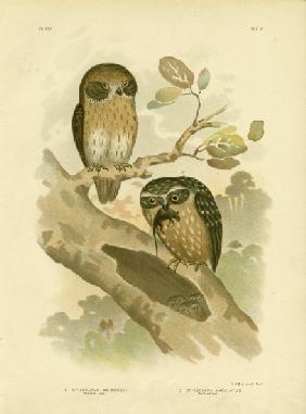 Boobook Owl 1891
