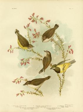 Brown Gerygone 1891