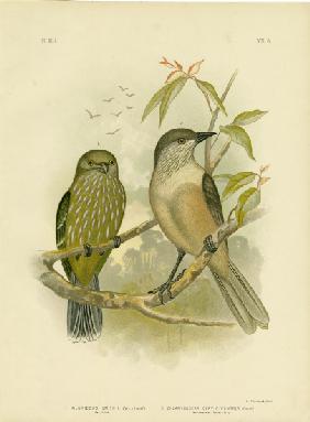 Catbird 1891