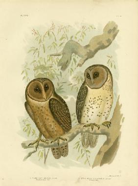 Chestnut-Faced Owl 1891