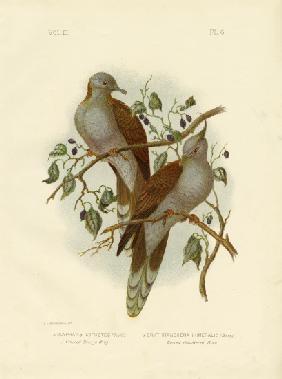 Crested Bronze Wing Or Crested Pigeon 1891