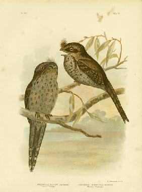 Cuvier'S Podargus Or Tawny Frogmouth 1891